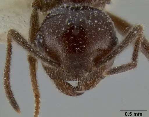 Crematogaster ebenina specimen CASENT0193632 image casent0193632_2