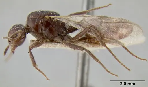 Crematogaster ebenina specimen CASENT0193632 image casent0193632_3