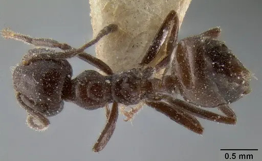 Crematogaster ebenina specimen CASENT0193956 image casent0193956_1
