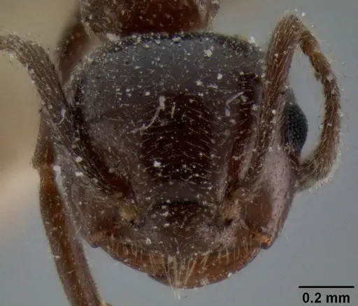 Crematogaster ebenina specimen CASENT0193956 image casent0193956_2
