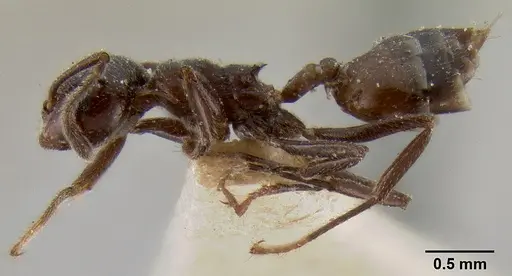 Crematogaster ebenina specimen CASENT0193956 image casent0193956_3