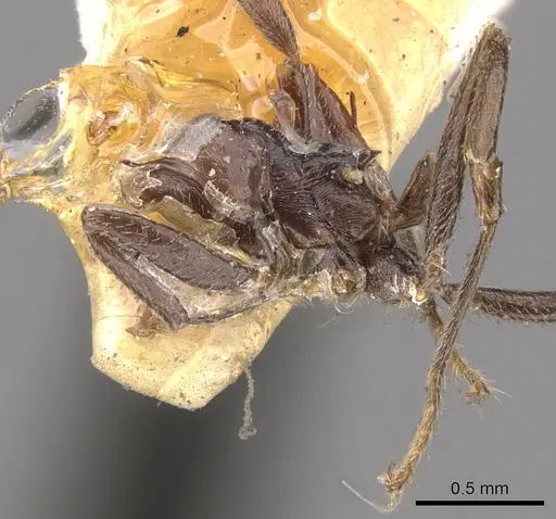 Crematogaster ebenina specimen CASENT0902113 image casent0902113_1