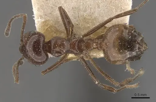 Crematogaster ebenina specimen CASENT0908645 image casent0908645_1