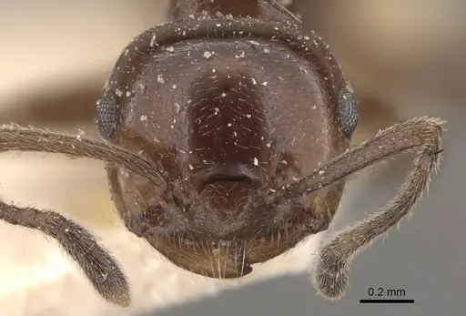 Crematogaster ebenina specimen CASENT0908645 image casent0908645_2