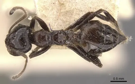Crematogaster ebenina specimen CASENT0908646 image casent0908646_1