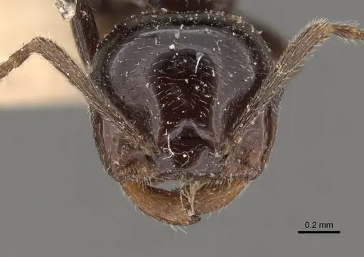 Crematogaster ebenina specimen CASENT0908646 image casent0908646_2