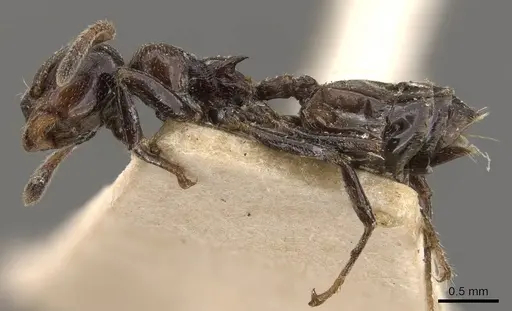 Crematogaster ebenina specimen CASENT0908646 image casent0908646_3