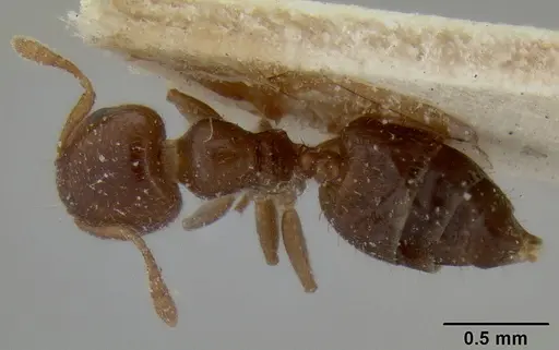 Crematogaster edentula specimen CASENT0193954 image casent0193954_1