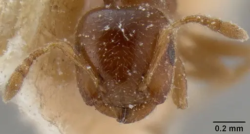Crematogaster edentula specimen CASENT0193954 image casent0193954_2