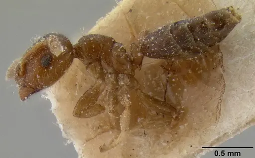 Crematogaster edentula specimen CASENT0193954 image casent0193954_3