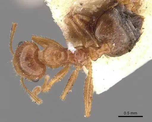 Crematogaster egidyi specimen CASENT0908575 image casent0908575_1