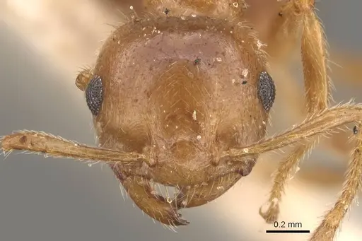 Crematogaster egidyi specimen CASENT0908575 image casent0908575_2