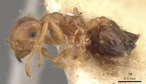 Crematogaster egidyi specimen CASENT0908575 image casent0908575_3