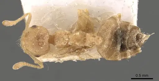 Crematogaster egidyi specimen CASENT0908576 image casent0908576_1