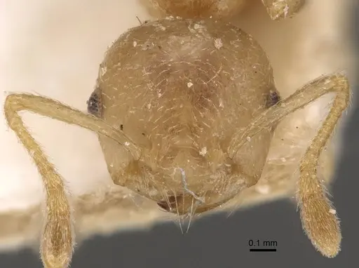 Crematogaster egidyi specimen CASENT0908576 image casent0908576_2