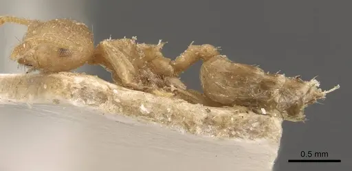 Crematogaster egidyi specimen CASENT0908576 image casent0908576_3