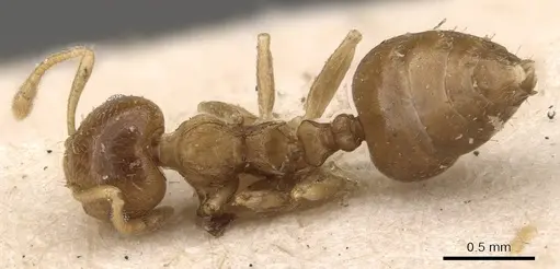 Crematogaster egidyi specimen CASENT0908577 image casent0908577_1