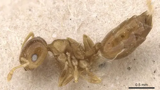 Crematogaster egidyi specimen CASENT0908577 image casent0908577_3