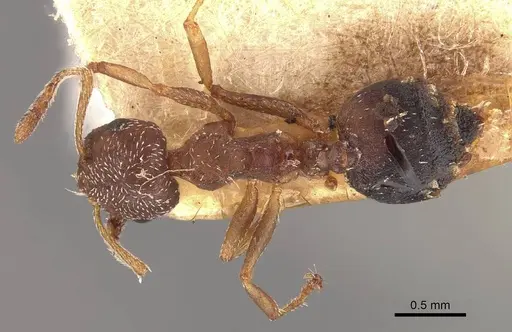 Crematogaster egidyi specimen CASENT0908578 image casent0908578_1