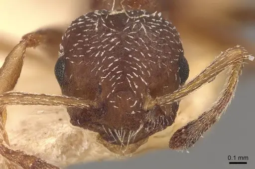 Crematogaster egidyi specimen CASENT0908578 image casent0908578_2