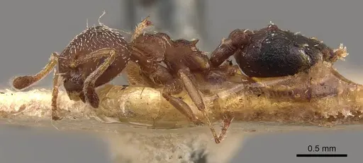Crematogaster egidyi specimen CASENT0908578 image casent0908578_3