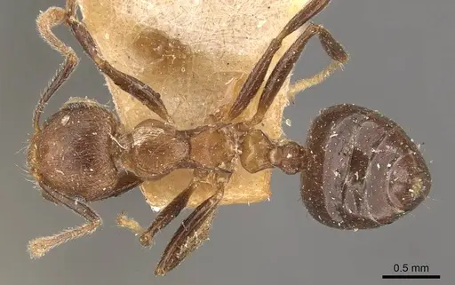 Crematogaster egidyi specimen CASENT0908579 image casent0908579_1