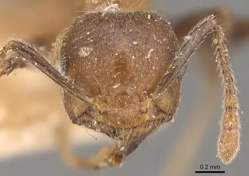 Crematogaster egidyi specimen CASENT0908579 image casent0908579_2
