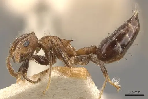 Crematogaster egidyi specimen CASENT0908579 image casent0908579_3