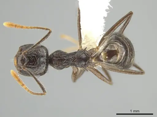 Crematogaster egregior specimen CASENT0646106 image casent0646106_1