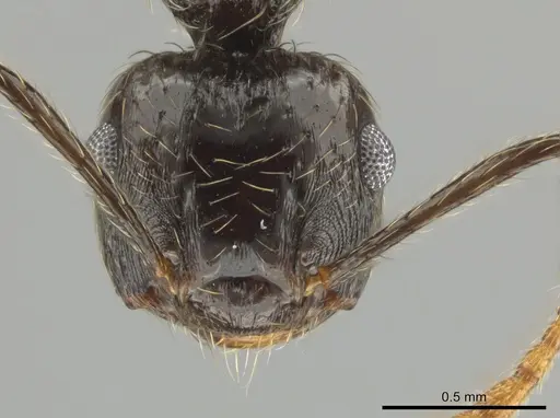 Crematogaster egregior specimen CASENT0646106 image casent0646106_2