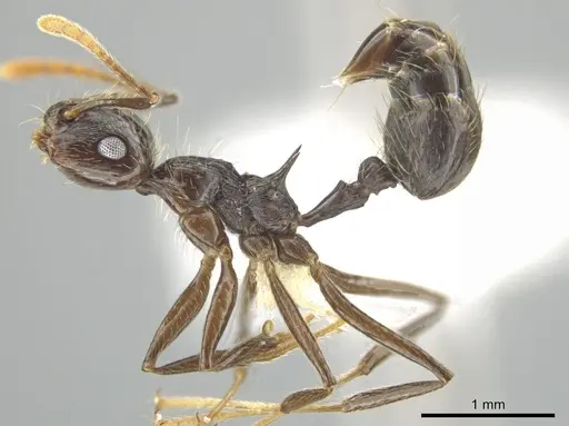 Crematogaster egregior specimen CASENT0646106 image casent0646106_3