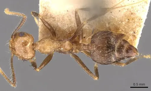 Crematogaster egregior specimen CASENT0908437 image casent0908437_1
