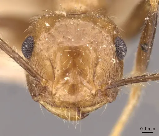 Crematogaster egregior specimen CASENT0908437 image casent0908437_2