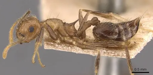 Crematogaster egregior specimen CASENT0908437 image casent0908437_3