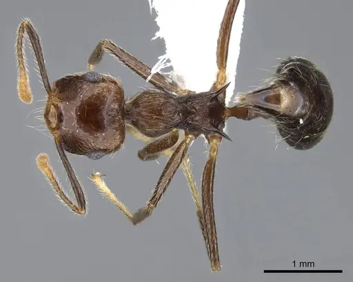 Crematogaster egregior specimen CASENT0914562 image casent0914562_1