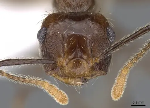 Crematogaster egregior specimen CASENT0914562 image casent0914562_2