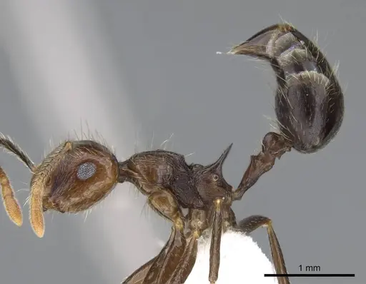Crematogaster egregior specimen CASENT0914562 image casent0914562_3