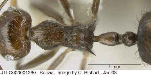 Crematogaster egregior specimen JTLC000001260 image jtlc000001260_1