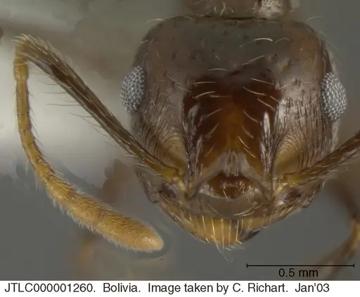 Crematogaster egregior specimen JTLC000001260 image jtlc000001260_2