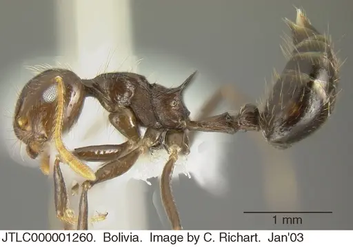 Crematogaster egregior specimen JTLC000001260 image jtlc000001260_3