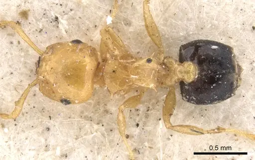 Crematogaster elegans specimen CASENT0901439 image casent0901439_1