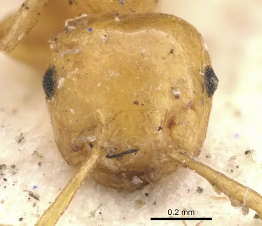 Crematogaster elegans specimen CASENT0901439 image casent0901439_2