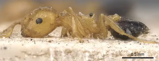 Crematogaster elegans specimen CASENT0901439 image casent0901439_3