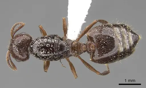 Crematogaster emeryana specimen CASENT0000111 image casent0000111_1