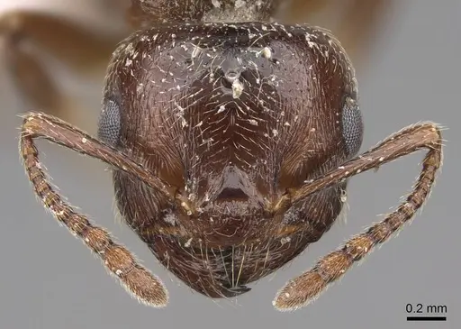 Crematogaster emeryana specimen CASENT0000111 image casent0000111_2