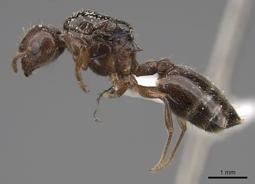 Crematogaster emeryana specimen CASENT0000111 image casent0000111_3