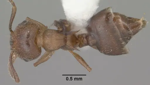 Crematogaster emeryana specimen CASENT0102831 image casent0102831_1