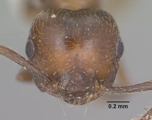 Crematogaster emeryana specimen CASENT0102831 image casent0102831_2