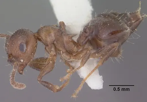 Crematogaster emeryana specimen CASENT0102831 image casent0102831_3