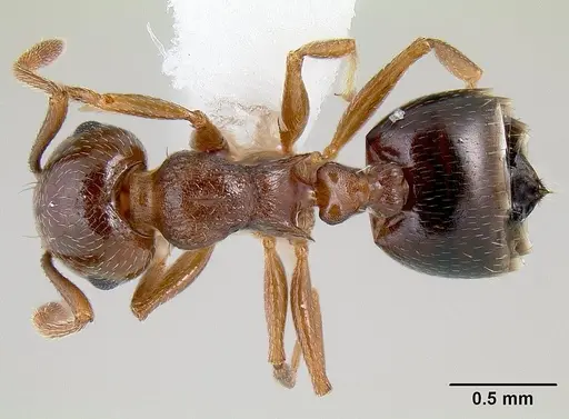 Crematogaster emeryana specimen CASENT0106034 image casent0106034_1